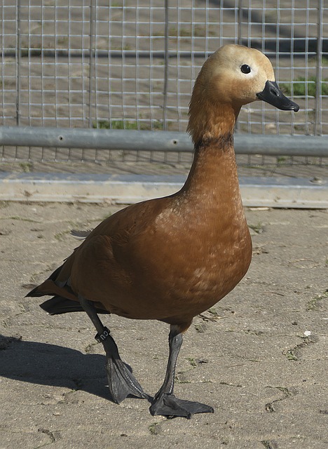 布莱顿豪取