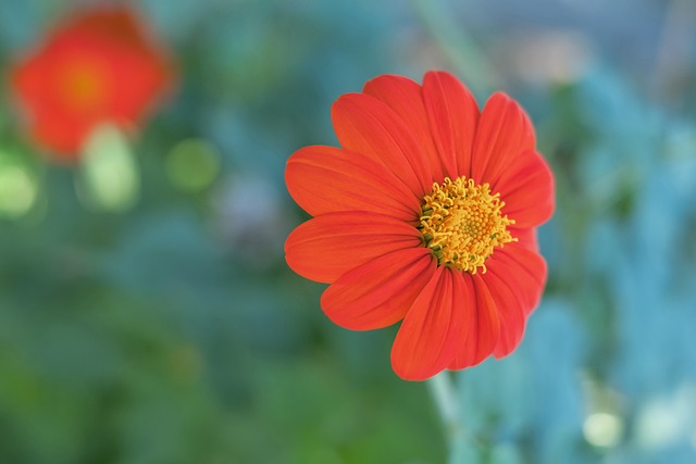 国际滑雪赛 国际滑雪赛